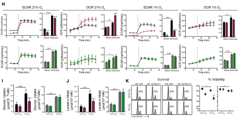 Ruskinn低氧工作站细胞免疫治疗领域研究——细胞毒性T细胞HIF-1a/VEGF-A轴调节肿瘤进展
