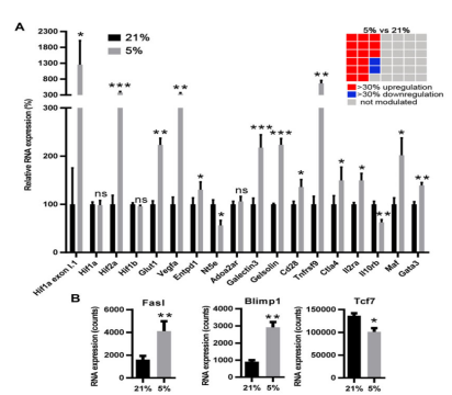 Ruskinn低氧工作站细胞免疫治疗领域研究——低氧条件下CD8+T细胞向分泌IL-10、增殖能力差的效应细胞的表型转换