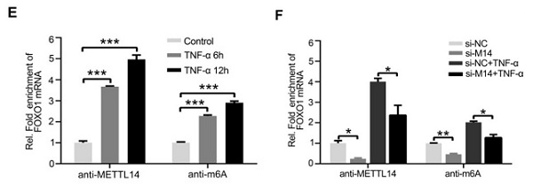 河南省人民医院李牧蔚团队揭示m6A修饰在动脉粥样硬化中的作用