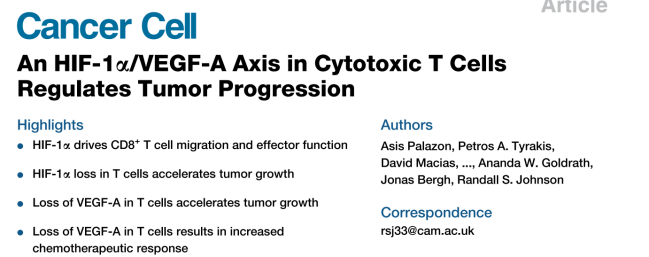 Ruskinn低氧工作站细胞免疫治疗领域研究——细胞毒性T细胞HIF-1a/VEGF-A轴调节肿瘤进展