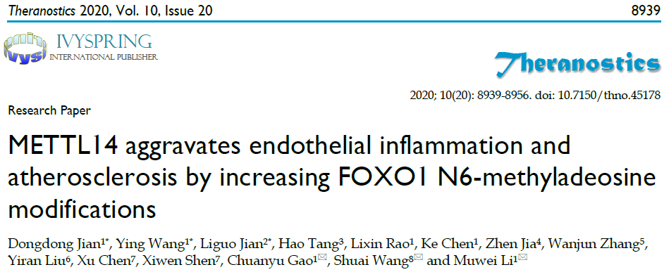 河南省人民医院李牧蔚团队揭示m6A修饰在动脉粥样硬化中的作用