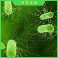 细菌基因组测序