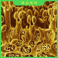 真菌基因组测序