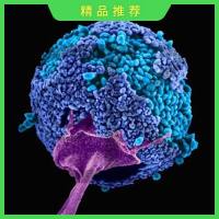 真核有参转录组测序