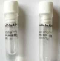 Anti-ABCG2 Antibody