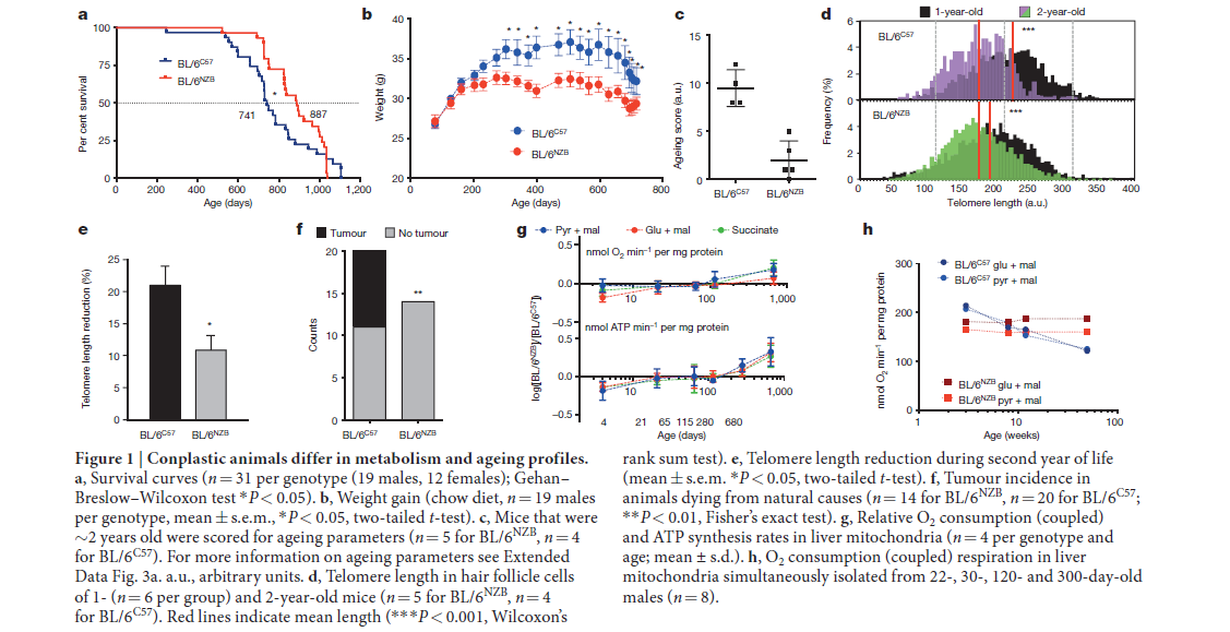 抗衰机制的奥秘究竟是什么？跟《Nature》来探索