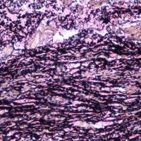 EVG染色实验服务