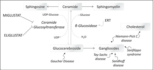 Matreya葡萄糖脑苷标准品，助力戈谢病研究