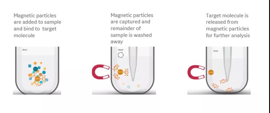 小身材，大用处——带你全方位了解免疫磁珠
