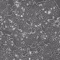 293T胚肾细胞 