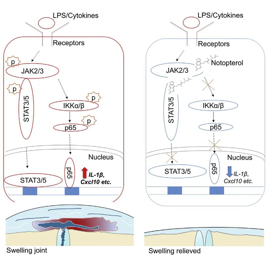 中药单体分子作用新发现!可有效治疗类风湿性关节炎