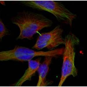 GSK3β
(Phospho-Ser9) Antibody产品图