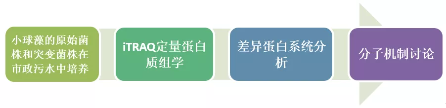 Renewable Energy：iTRAQ技术分析揭示了在城市污水中N+离子注入型小球藻的脂质代谢途径