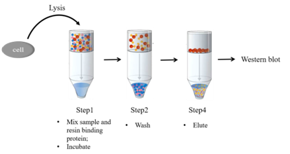 一文书纸，教您如何使用树脂和预装柱纯化产品！