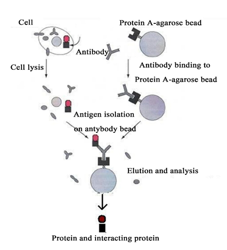 知无不「研」｜一文读懂免疫共沉淀技术（Co-IP）
