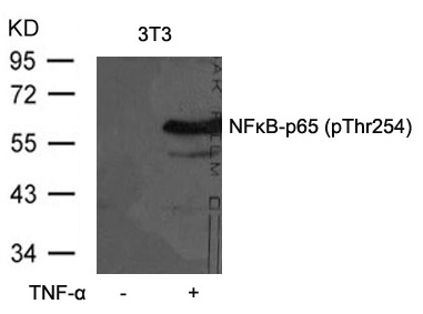 NFkB-p65(Phospho-Thr254) Antib