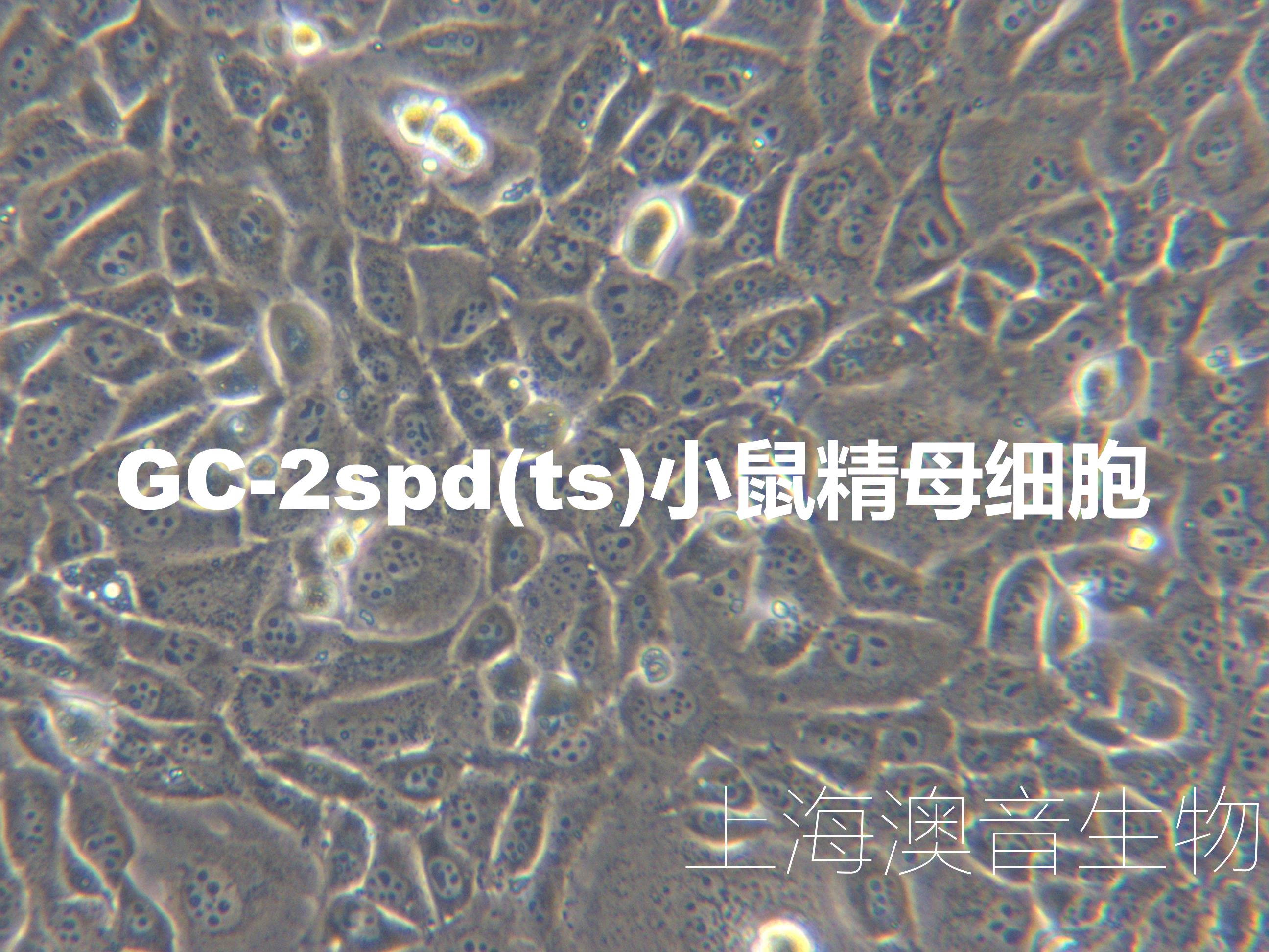 GC-2spd(ts)【GC-2】小鼠精母细胞