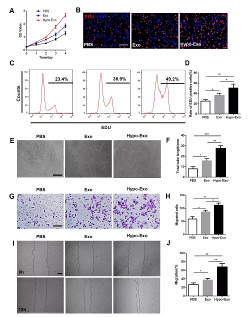 南京医科大学揭示MSC来源的外泌体对骨折愈合的作用