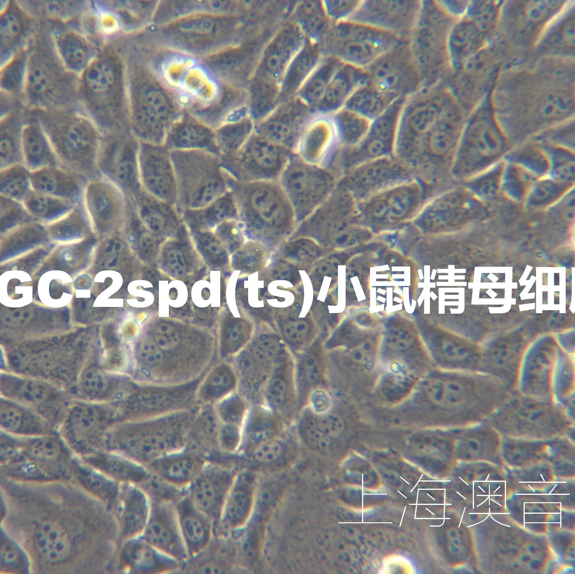 GC-2spd(ts)【GC-2】小鼠精母细胞