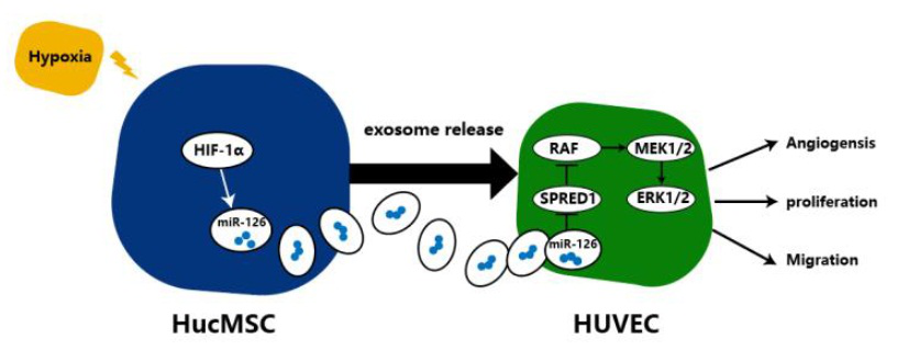 南京医科大学揭示MSC来源的外泌体对骨折愈合的作用