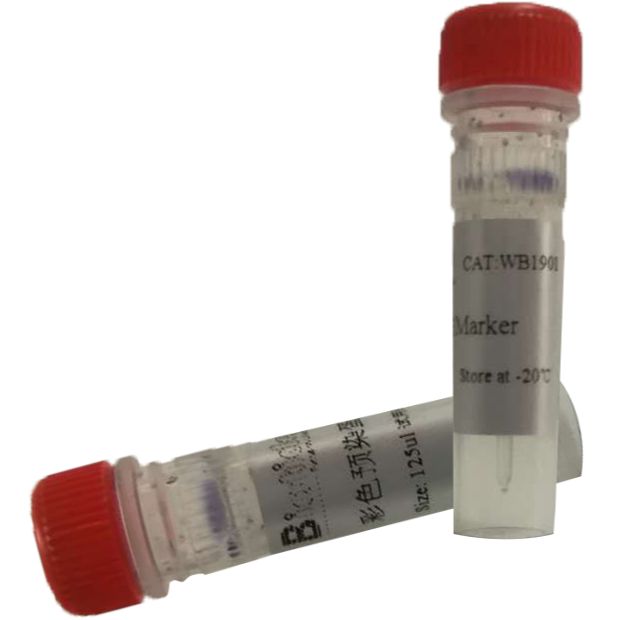 三色预染蛋白Marker（10-250KD）可替换26616和26619   10支装