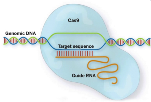 诺贝尔化学奖颁给它？一文看懂Crispr/Cas9技术的比较优势