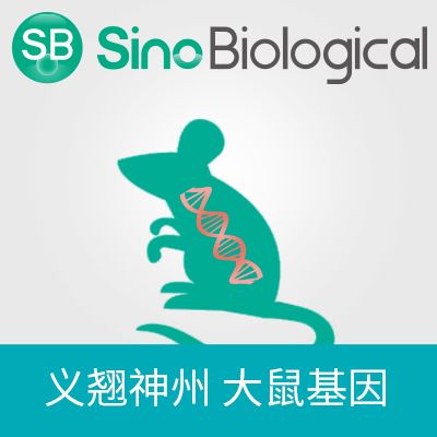 Rat ISRL/-2 Gene ORF cDNA clone expression plasmid, C-HA tag