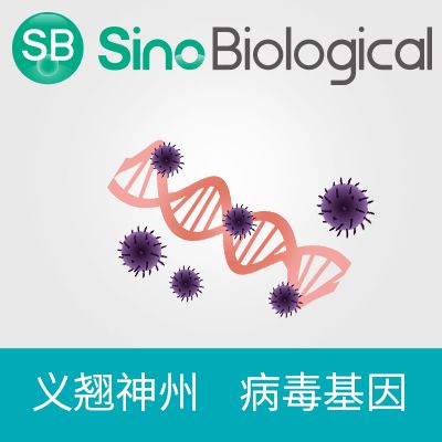 Influenza B Hemagglutinin / HA Gene ORF cDNA clone expression plasmid, C-His tag