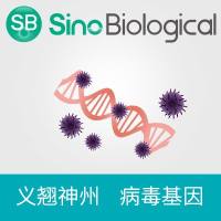 Severe fever with thrombocytopenia syndrome bunyavirus (SFTSV) M Gene ORF cDNA clone expression plasmid, C-His tag