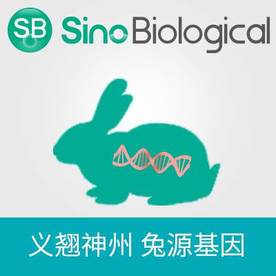 Rabbit SKIP/INPP5K Gene Lentiviral ORF cDNA expression plasmid, C-GFPSpark tag
