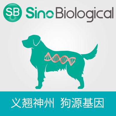 Canine KITLG/SCF/C-kit ligand Gene ORF cDNA clone expression plasmid, N-His tag