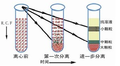 【离心课堂】差速离心方法