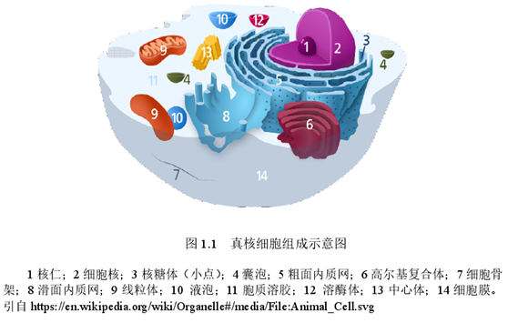 新型细胞器——迁移体的发现