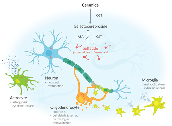 解锁硫酸脑苷脂的生物学意义