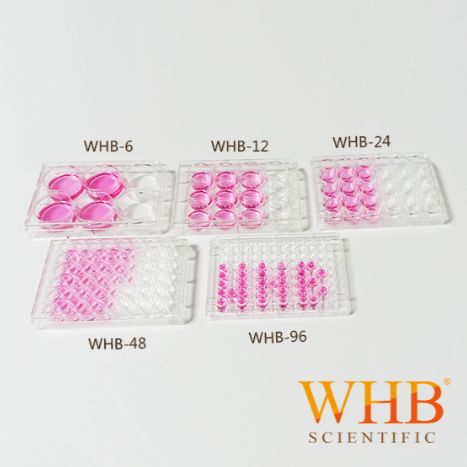 WHB TC处理6.12.24孔细胞培养板 灭菌 纸塑盒