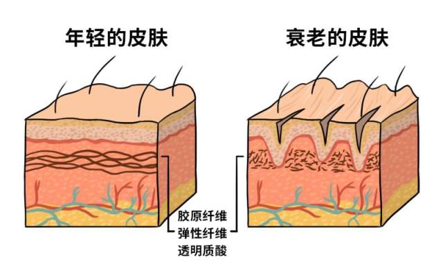 细胞衰老的过程图片图片