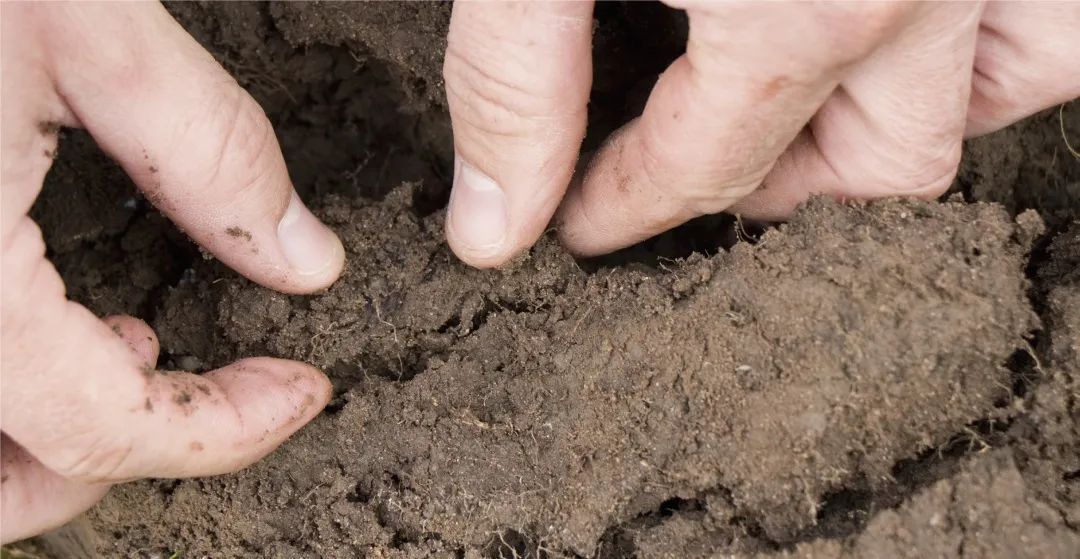 单颗粒 ICP-MS 应用 | 土壤中二氧化铈纳米颗粒