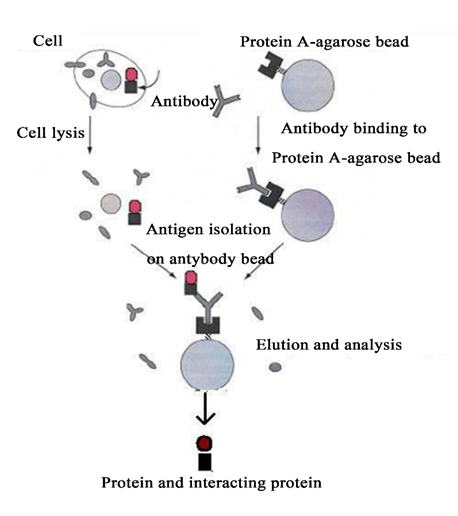 【周二晚上八点】金开瑞第二季分子互作主题直播首秀-免疫共沉淀技术（Co-IP）