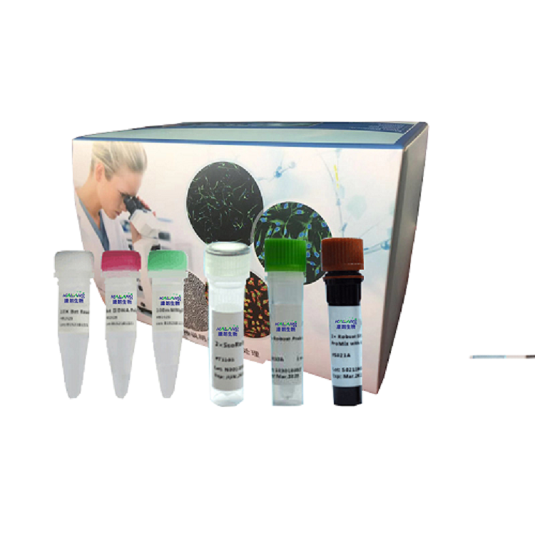 腺病毒B型探针法荧光定量PCR试剂盒