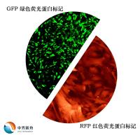 买中乔新舟细胞系,送100ml完全培养基