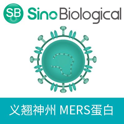 MERS-CoV Spike/RBD Protein fragment (RBD, aa 367-606, His Tag)