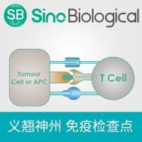 CEACAM1 蛋白|CEACAM1 protein|CEACAM1(Rat, His Tag)