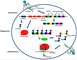 总是被忽视的sgRNA，才是CRISPR基因编辑实验成功的关键！