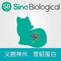 CD8 alpha 蛋白|CD8 alpha protein|CD8 alpha(Ferret