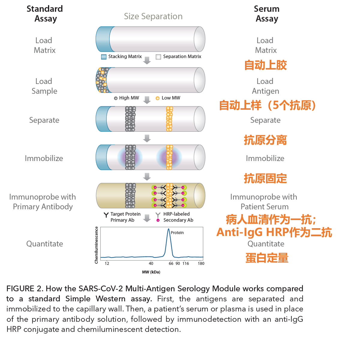 全自动Western COVID-19多抗原血清学检测试剂盒已上市！！ 