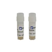 小鼠成纤维细胞