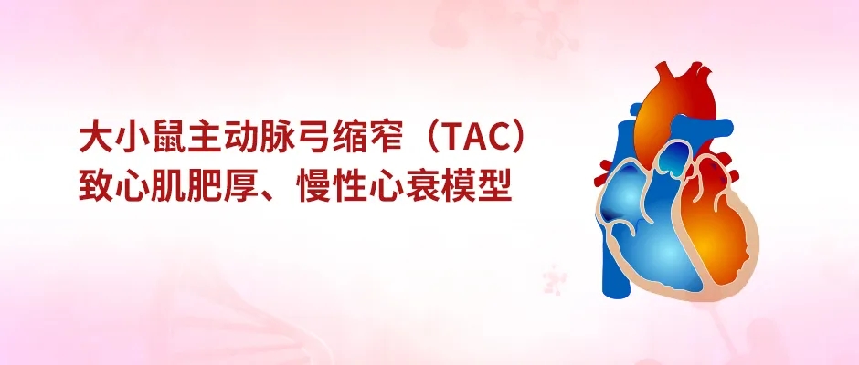 大小鼠主动脉弓缩窄（TAC）致心肌肥厚和慢性心衰模型