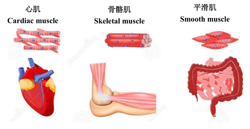 心肌细胞的独特结构 企业动态 丁香通