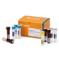 MycoQsearch Mycoplasma qPCR Detection kit支原体检测试剂盒