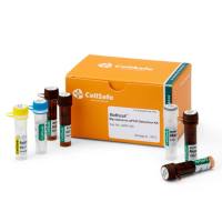 BioMycoX® Mycoplasma qPCR Detection Kit支原体检测试剂盒